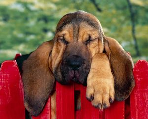 Preview wallpaper puppy, big-eared, fence, rest, sleep