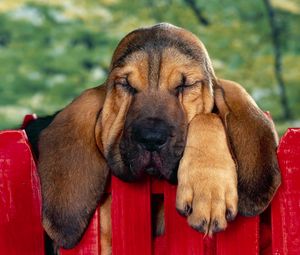Preview wallpaper puppy, big-eared, fence, rest, sleep