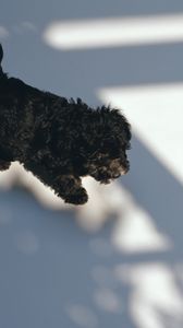 Preview wallpaper puppy, black, curly