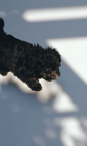 Preview wallpaper puppy, black, curly