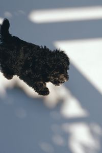 Preview wallpaper puppy, black, curly