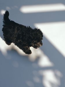 Preview wallpaper puppy, black, curly