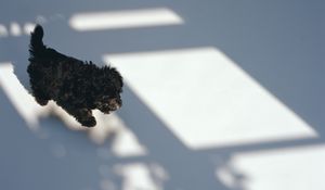 Preview wallpaper puppy, black, curly