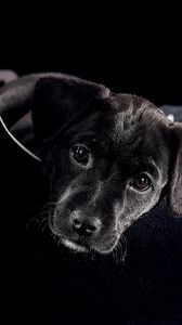 Preview wallpaper puppy, black, lie, face