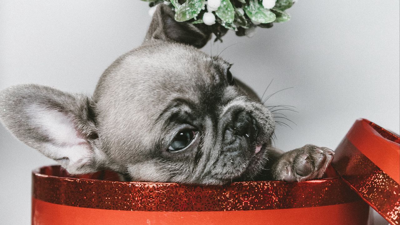 Wallpaper puppy, box, gift