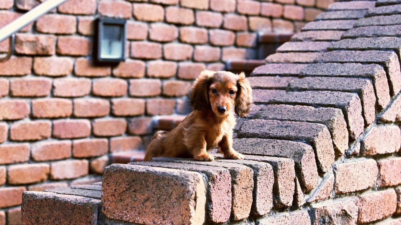 Wallpaper puppy, bricks, sit, ears