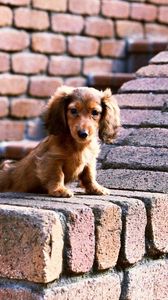 Preview wallpaper puppy, bricks, sit, ears