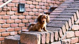 Preview wallpaper puppy, bricks, sit, ears
