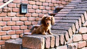 Preview wallpaper puppy, bricks, sit, ears