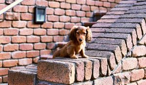 Preview wallpaper puppy, bricks, sit, ears