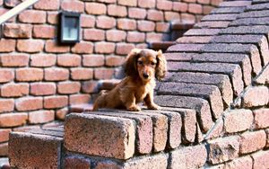 Preview wallpaper puppy, bricks, sit, ears