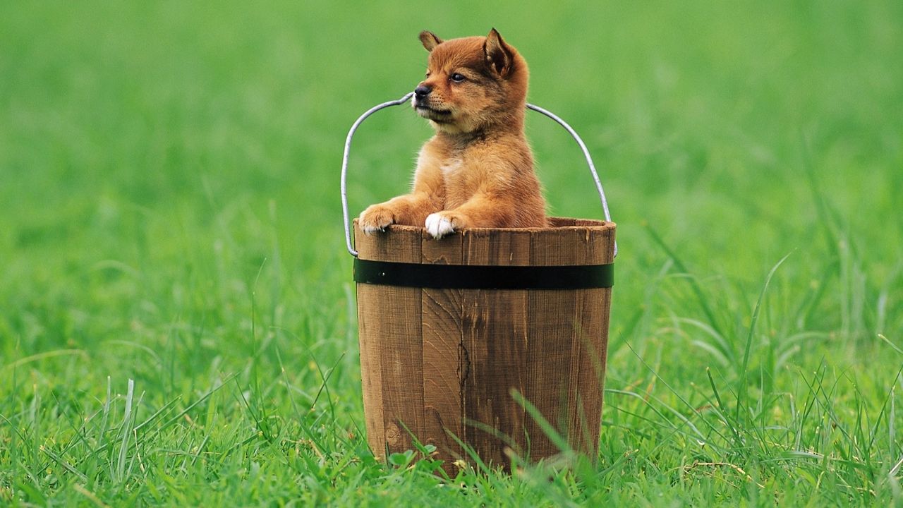Wallpaper puppy, bucket, grass, sitting, waiting