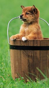 Preview wallpaper puppy, bucket, grass, sitting, waiting