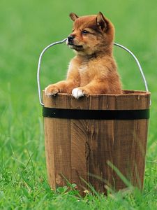 Preview wallpaper puppy, bucket, grass, sitting, waiting