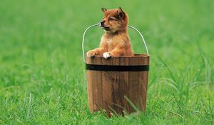 Preview wallpaper puppy, bucket, grass, sitting, waiting