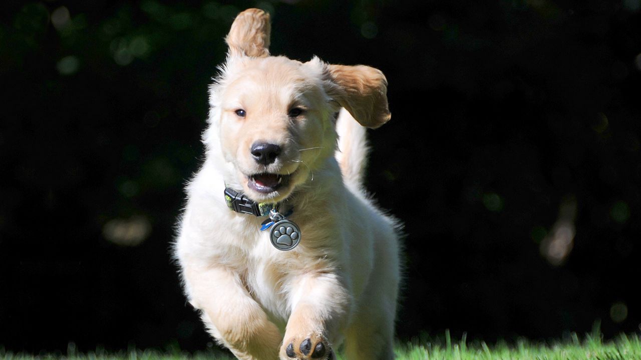 Wallpaper puppy, collar, running, wind
