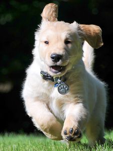 Preview wallpaper puppy, collar, running, wind