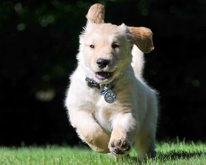 Preview wallpaper puppy, collar, running, wind