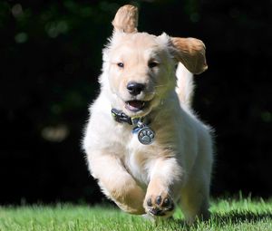 Preview wallpaper puppy, collar, running, wind