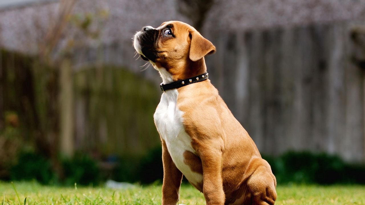 Wallpaper puppy, collar, walk, grass