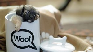 Preview wallpaper puppy, cup, small, playful