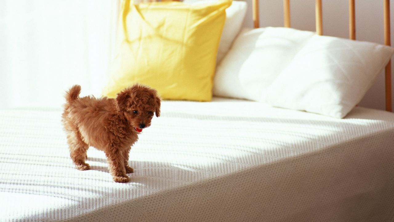 Wallpaper puppy, curls, bed, morning
