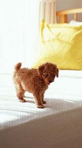 Preview wallpaper puppy, curls, bed, morning