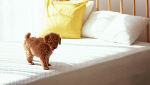 Preview wallpaper puppy, curls, bed, morning