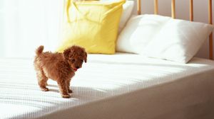 Preview wallpaper puppy, curls, bed, morning