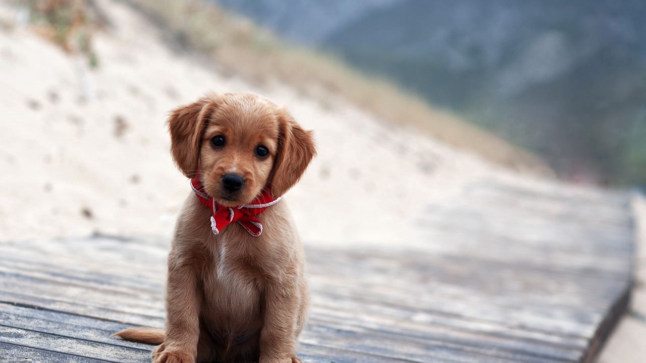 Wallpaper puppy, cute, collar, expectation