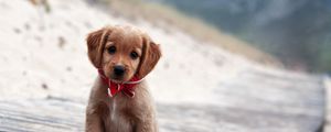 Preview wallpaper puppy, cute, collar, expectation
