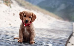 Preview wallpaper puppy, cute, collar, expectation