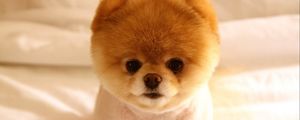 Preview wallpaper puppy, cute, face, eyes, doggy