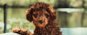 Preview wallpaper puppy, cute, pet, funny
