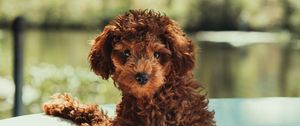 Preview wallpaper puppy, cute, pet, funny