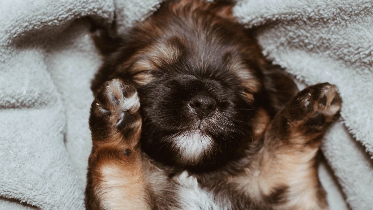 Wallpaper puppy, cute, small, brown, pet