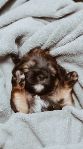 Preview wallpaper puppy, cute, small, brown, pet
