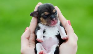 Preview wallpaper puppy, dog, arms, hands, kid