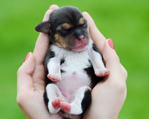 Preview wallpaper puppy, dog, arms, hands, kid