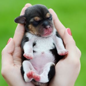 Preview wallpaper puppy, dog, arms, hands, kid