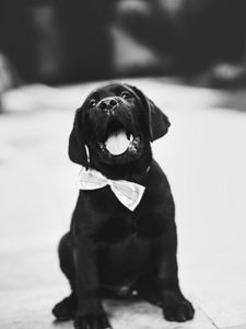Preview wallpaper puppy, dog, bw, bow tie