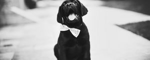 Preview wallpaper puppy, dog, bw, bow tie