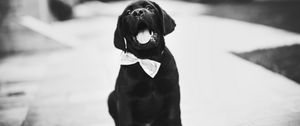 Preview wallpaper puppy, dog, bw, bow tie