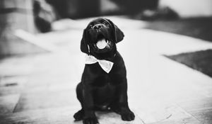 Preview wallpaper puppy, dog, bw, bow tie