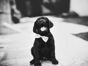 Preview wallpaper puppy, dog, bw, bow tie