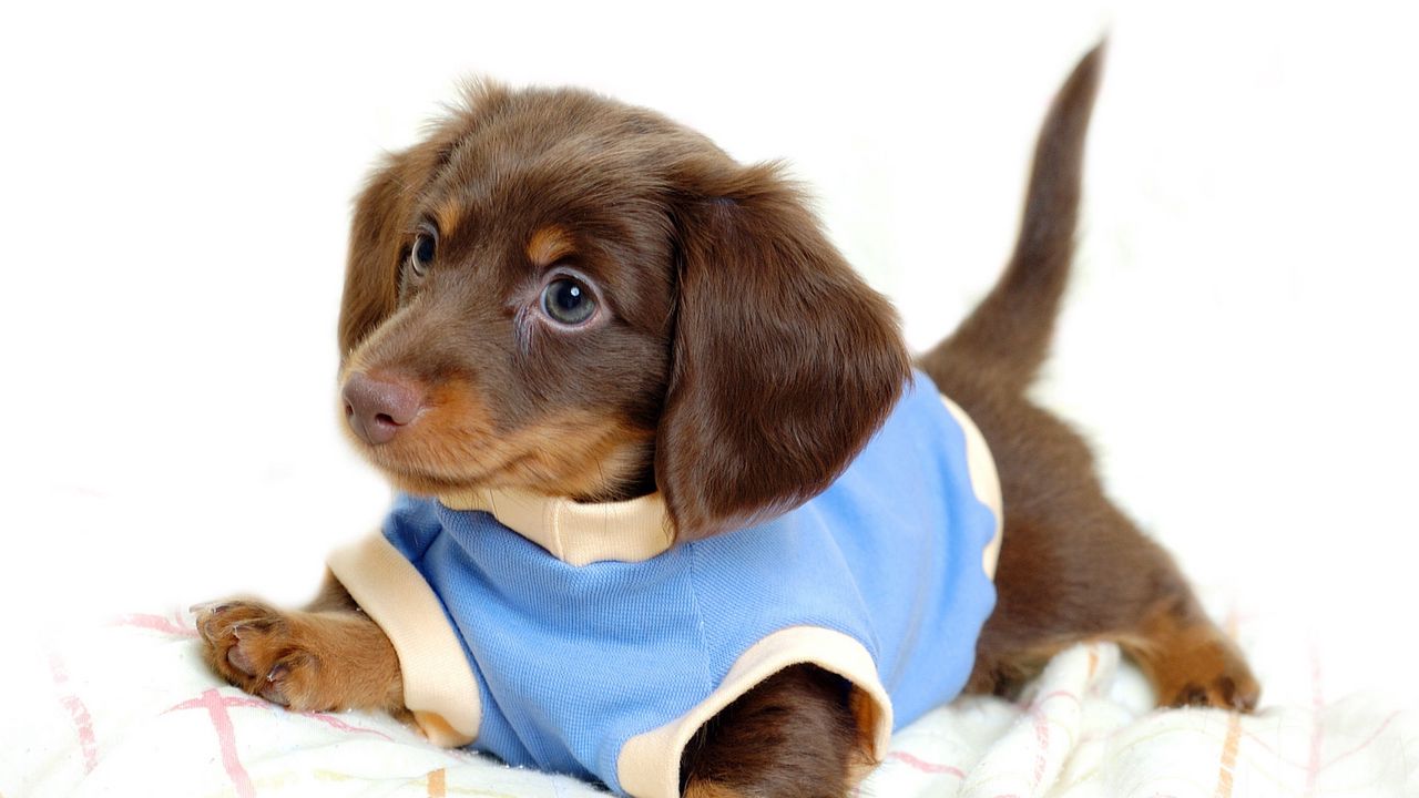 Wallpaper puppy, dog, costume, brown, play