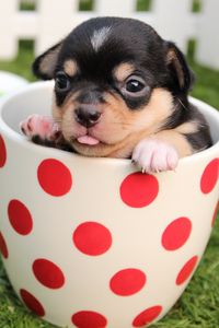 Preview wallpaper puppy, dog, cup