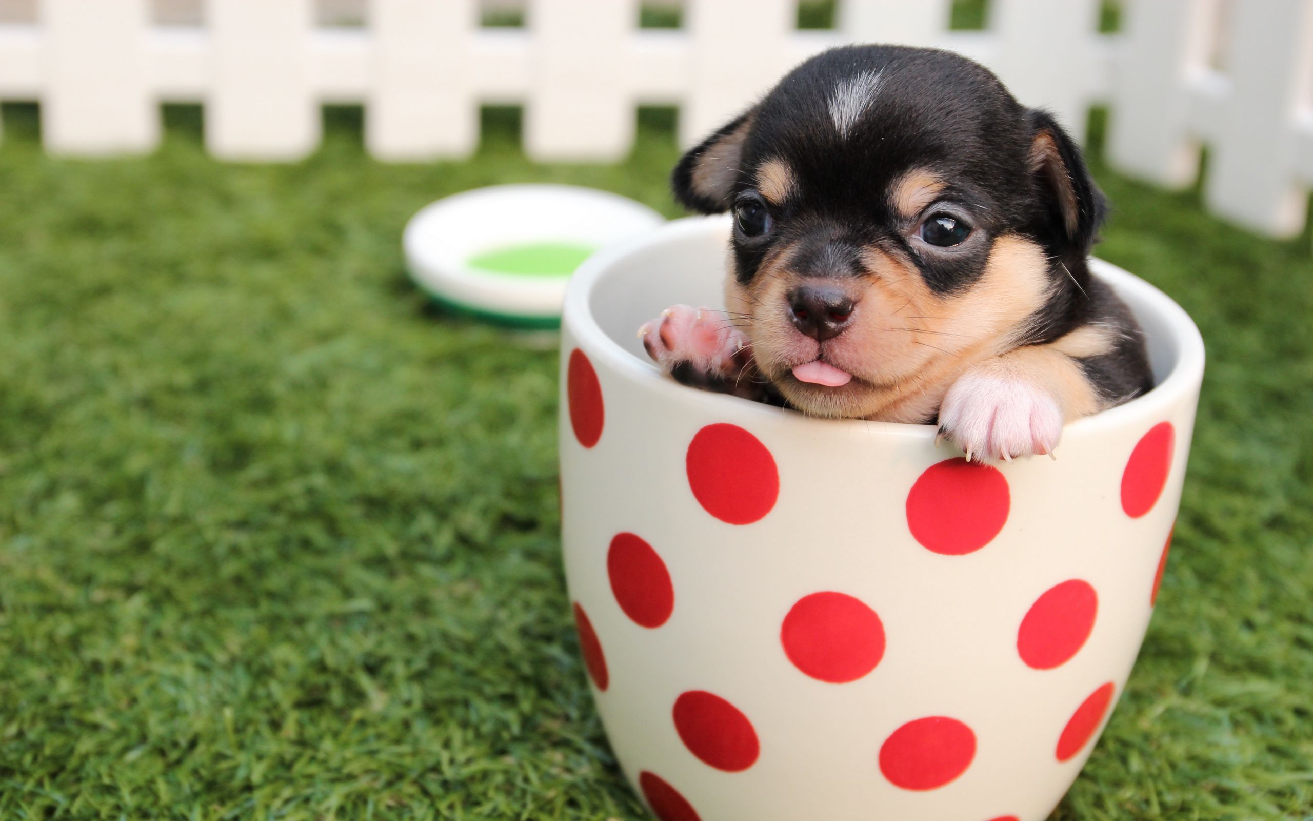 2560x1600 Wallpaper puppy, dog, cup