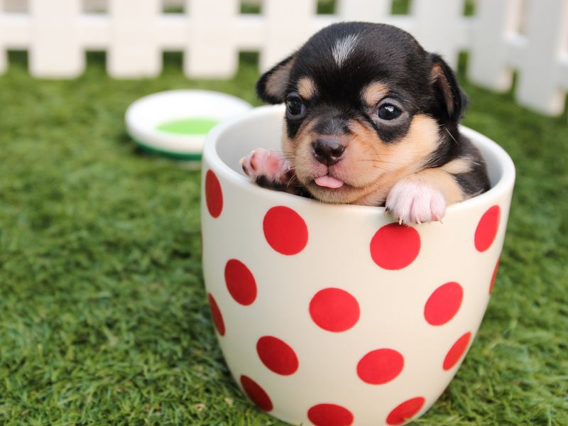 Download wallpaper 800x600 puppy, dog, cup pocket pc, pda hd background