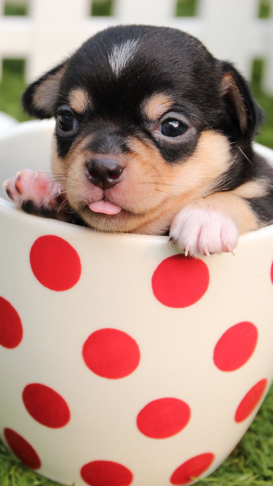 938x1668 Wallpaper puppy, dog, cup